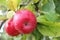 Red Wealthy apples on apple tree branch.