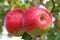 Red Wealthy apples on apple tree branch.