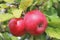 Red Wealthy apples on apple tree branch.