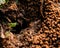 Red weaver ant coming out from anthill under the sunlight on soil. wildlife concept