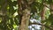 Red weaver ants on a cinnamon tree trunk in Kerala India.