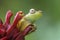 Red-webbed Tree Frog - Hypsiboas rufitelus