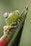 Red-webbed Tree Frog - Hypsiboas rufitelus