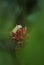 Red-webbed Tree Frog - Hypsiboas rufitelus