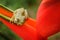 Red-webbed Tree Frog, Hypsiboas rufitelus, animal with big eyes, in the nature habitat, Panama. Frog from Panama. Beautiful frog i