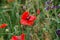 Red weed on meadow