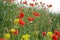 Red weed on meadow