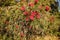 Red weeping bottlebrush flowering, native Australian plant