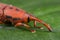 Red weevil/snout beetle