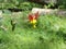 Red - Western â€“ Crimson Columbine Aquilegia Formosa closeup horizontal