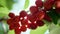 Red wet cherry shining on branch tree closeup. Fruit full of vitamin freshness.