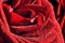 Red wet rose close-up. Valentines day, wedding background