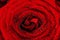 Red wet rose flower close-up. Background for Valentines day etc