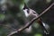 Red-whiskered Bulbul