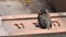 The red-whiskered bulbul baby bird sit relax on red brick