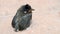 The red-whiskered bulbul baby bird on tile floor