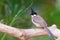 Red-whiskered Bulbul bird