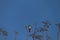 A red whiskered bulbul bird perched on a neem tree