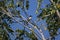 Red whiskered Bulbul Bird on Tree