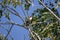 Red whiskered Bulbul Bird on Tree