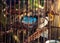 Red-whiskered bulbul in a cage