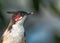 Red Whiskered Bulbul close up