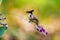 Red whiskered Bulbul eating flower