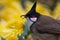 Red-whiskered bulbul eating yellow flower