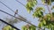 Red-whiskered bulbul on electric line