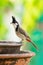 Red-whiskered Bulbul with mealworm in the beak perching on a clay bowl