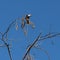 Red Whiskered Bulbul perched on a tree