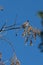 Red Whiskered Bulbul perched on a tree