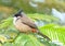 A Red-whiskered Bulbul perched on a tree branch with green leaves