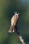 Red-whiskered bulbul perching on top of a perch isolated on dark green  background