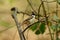 Red-whiskered Bulbul (Pycnonotus jocosus)