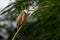 Red-whiskered Bulbul - Pycnonotus jocosus, beautiful colored perching bird from South Asian forests, bushes and gardens