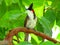 The red-whiskered bulbul or Pycnonotus jocosus or crested bulbul