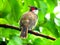 The red-whiskered bulbul or Pycnonotus jocosus or crested bulbul
