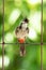 Red-whiskered bulbul singing on a fence