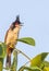 Red whiskered Bulbul singing on a tree