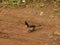 Red whiskered bulbul sitting on ground