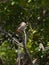 red-whiskered bulbul is standing on the banyan tree, and taking a bug in its beak.