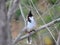 Red Whiskered Bulbul in Wilds