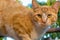 Red and white adorable cat close up . Kitty portrait. Kitten posing.