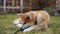 Red and white Akita lying on green grass sniffing leash in slow motion. Side angle view portrait of furry domestic pet