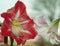 Red and white amaryllis - floristry