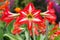 Red and white amaryllis flower