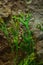 Red white banded coral or cleaner shrimp among the green water plants