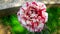 Red & White Batik Rose