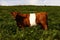 Red & White Belted Galloway Cow